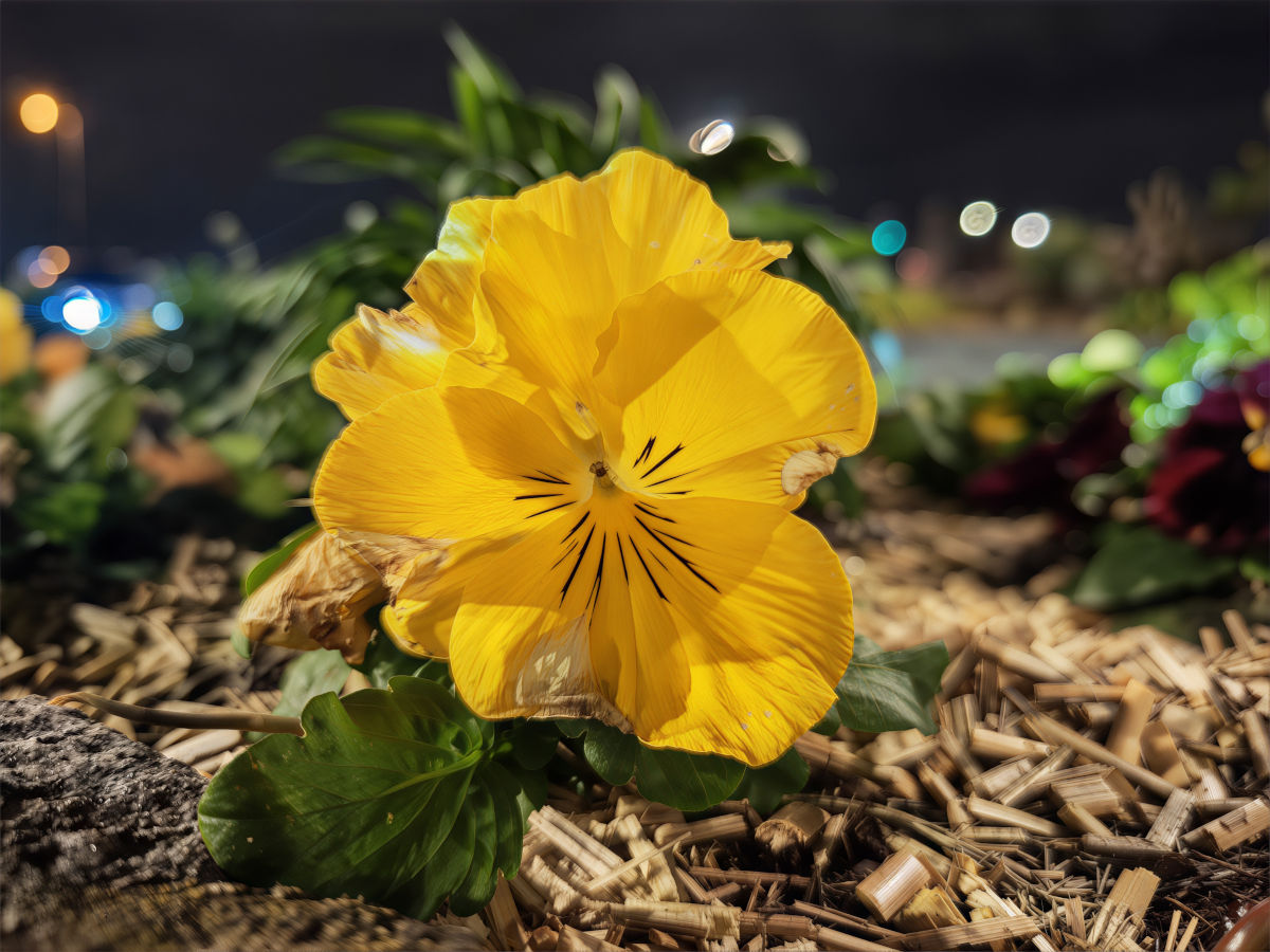 honor magic8 pro test