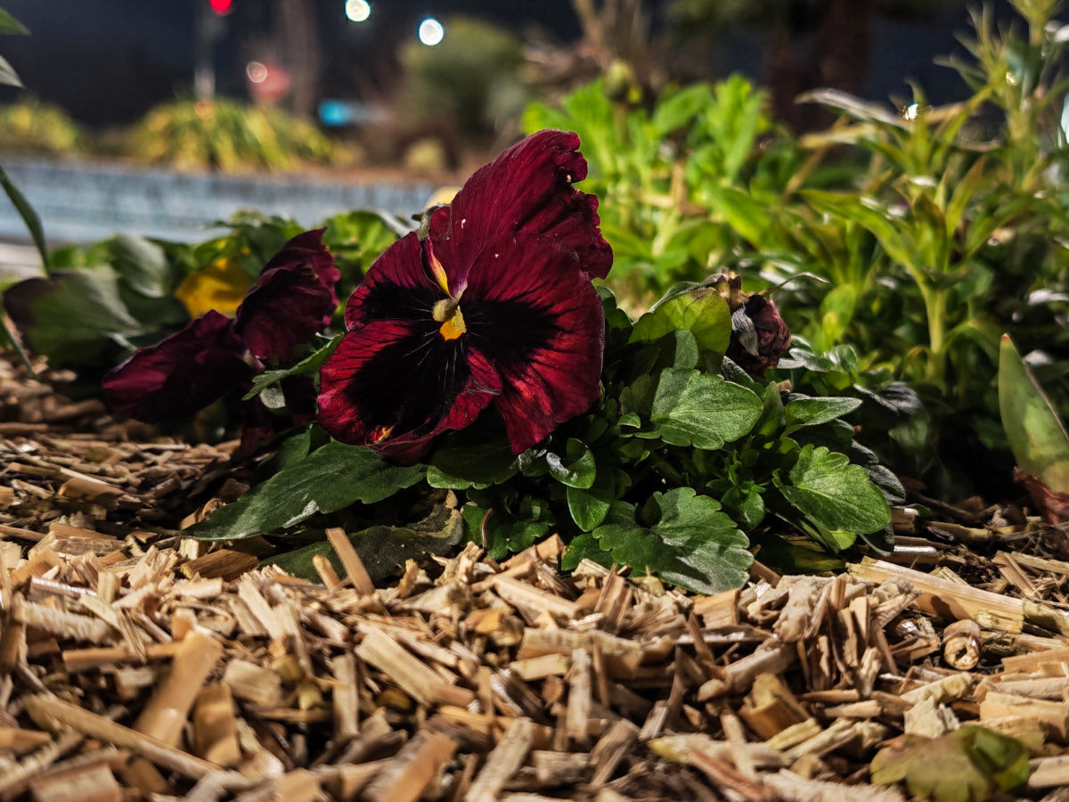 honor magic8 pro test