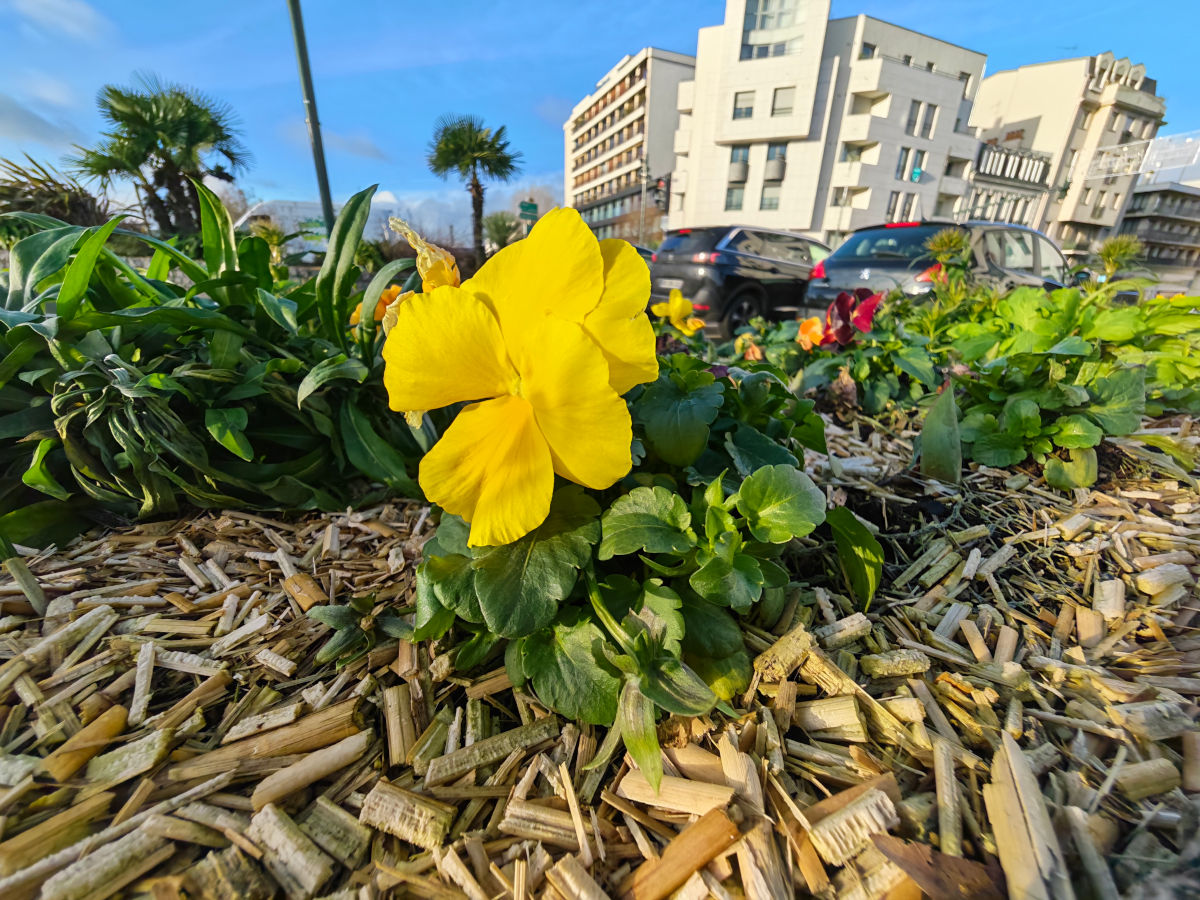 honor magic8 pro test