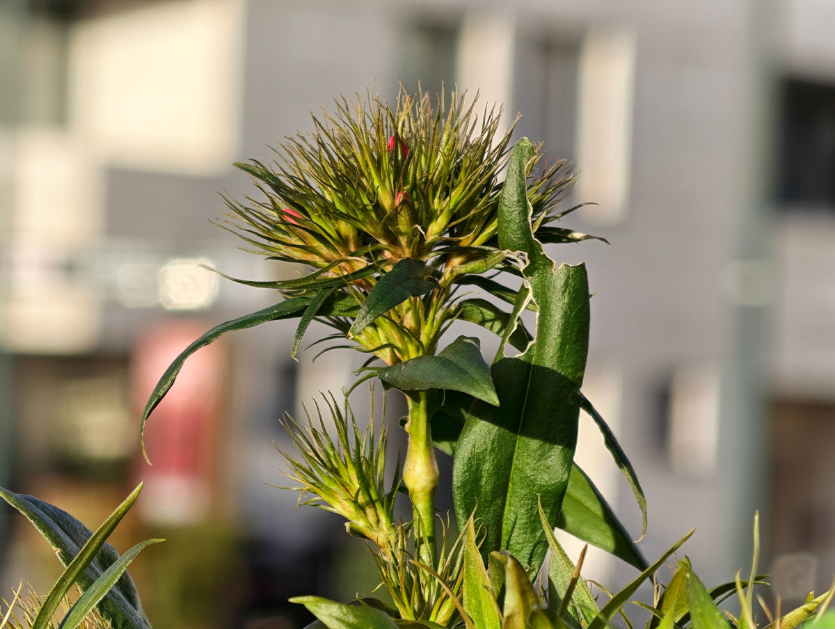 honor magic8 pro test