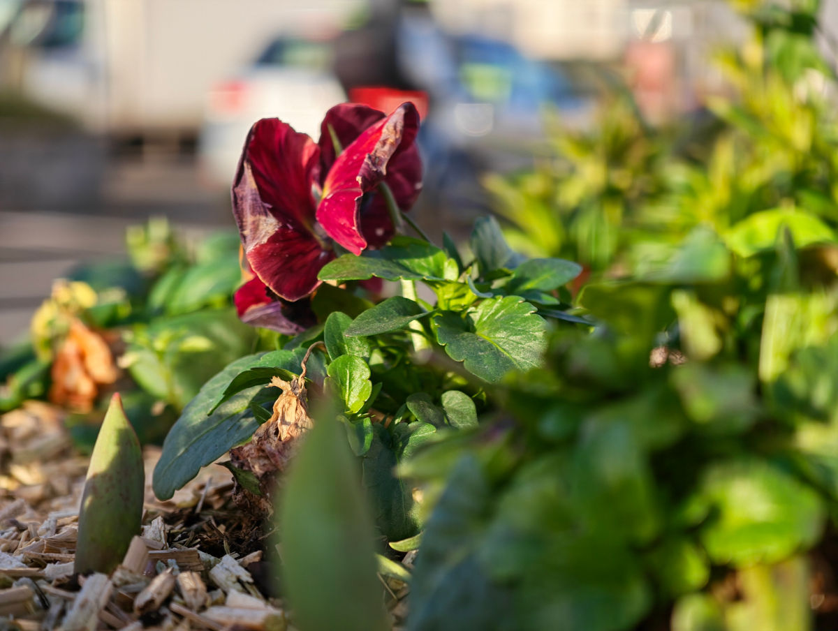 honor magic8 pro test