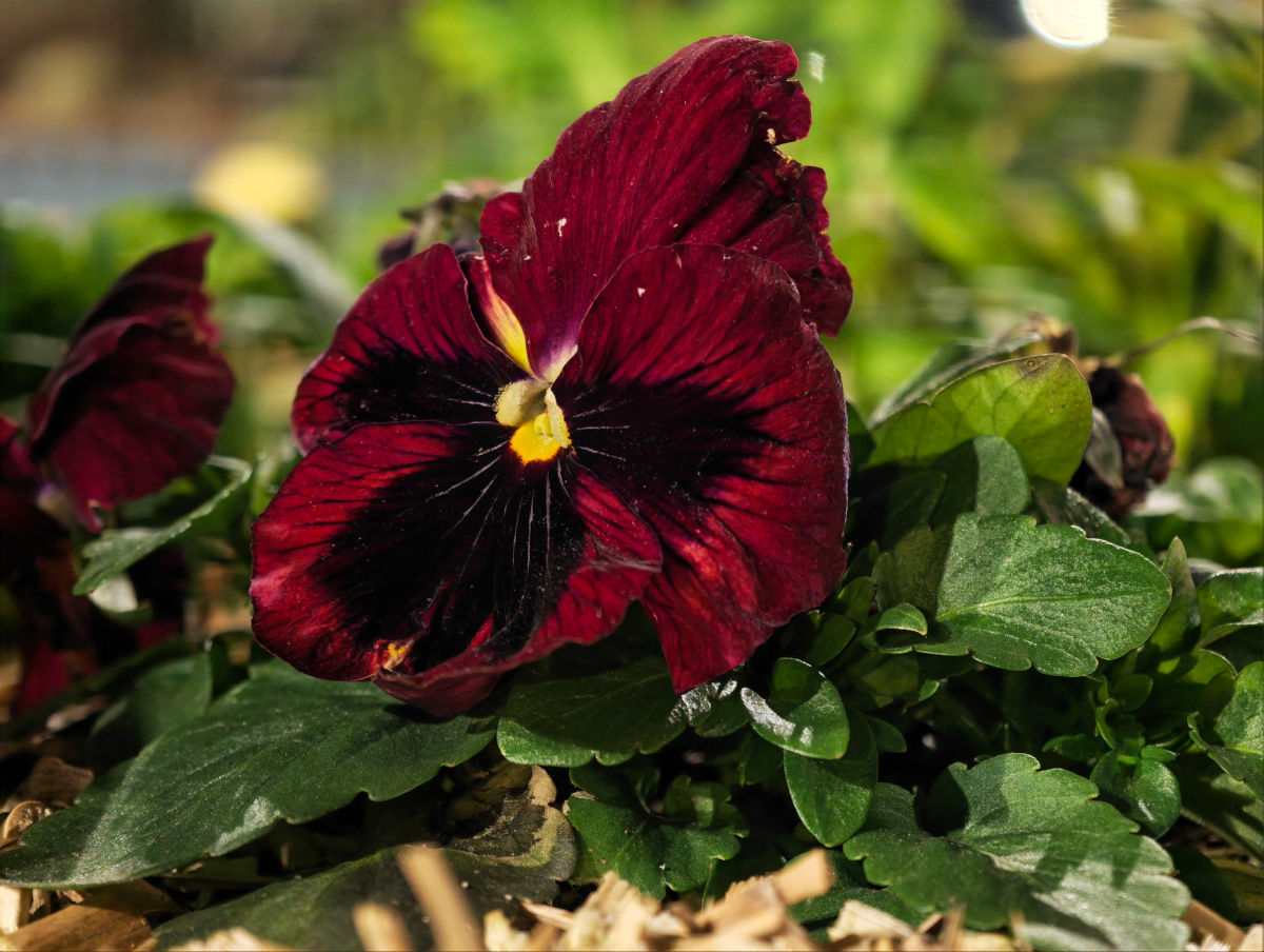 honor magic8 pro test