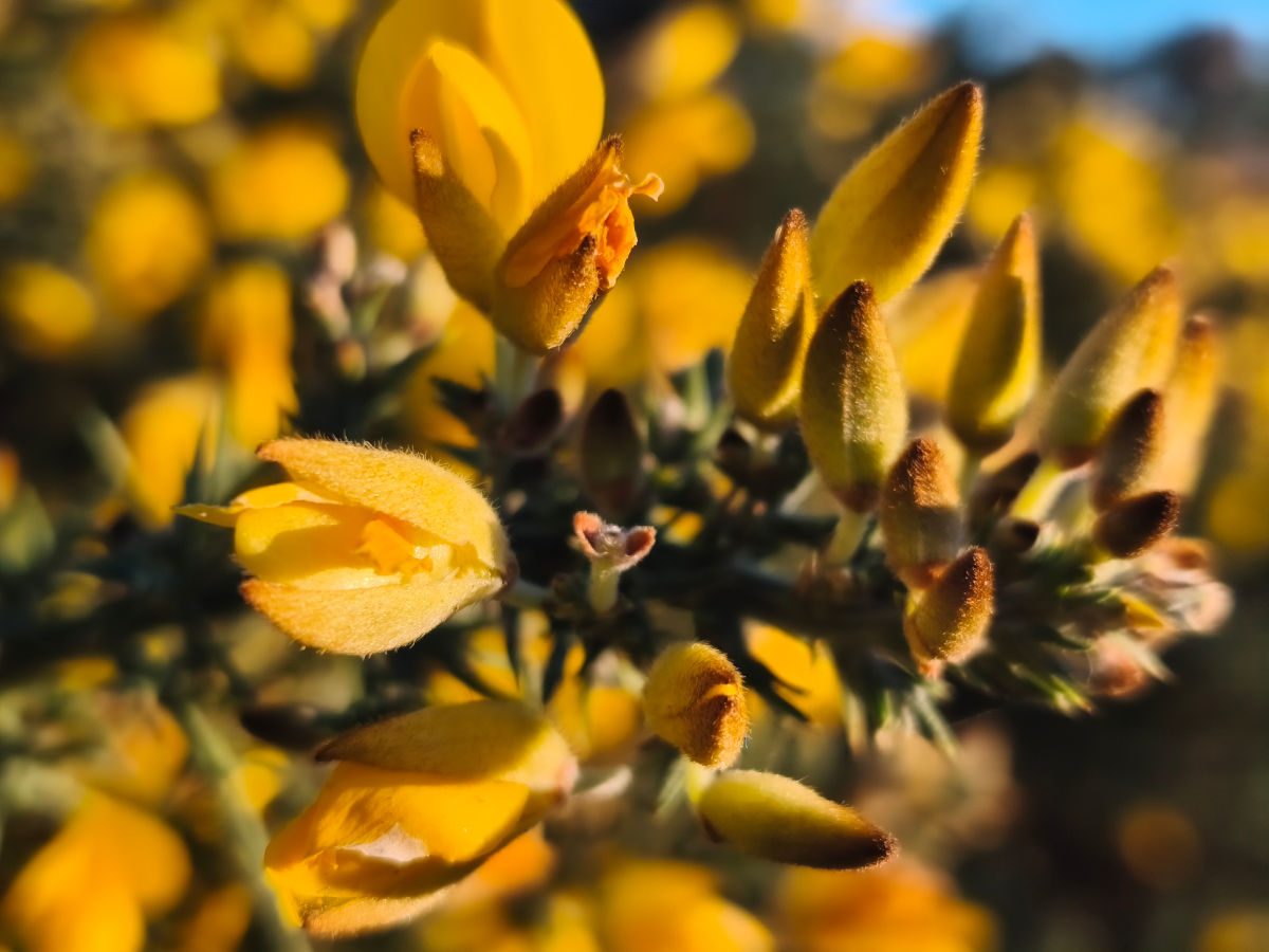 xiaomi redmi note 15 pro test