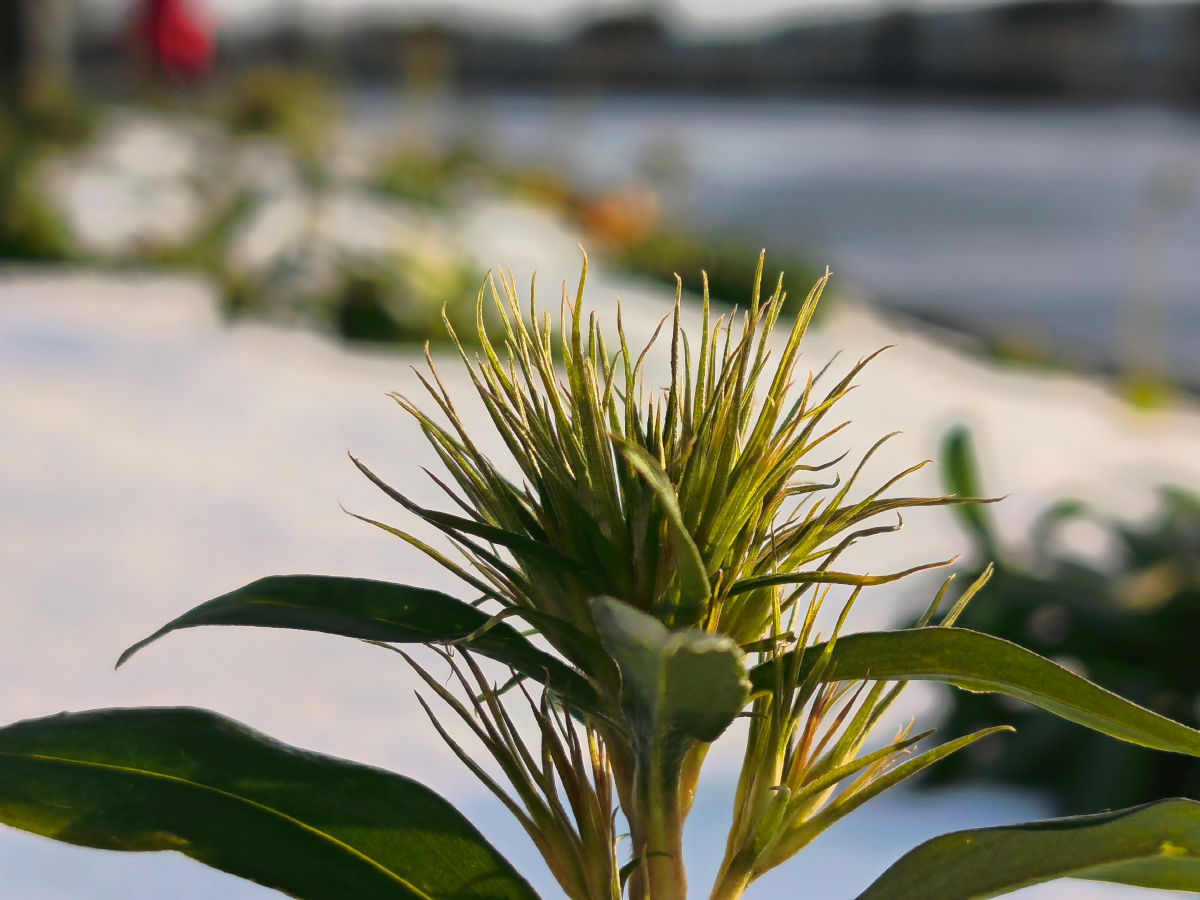 xiaomi redmi note 15 pro test