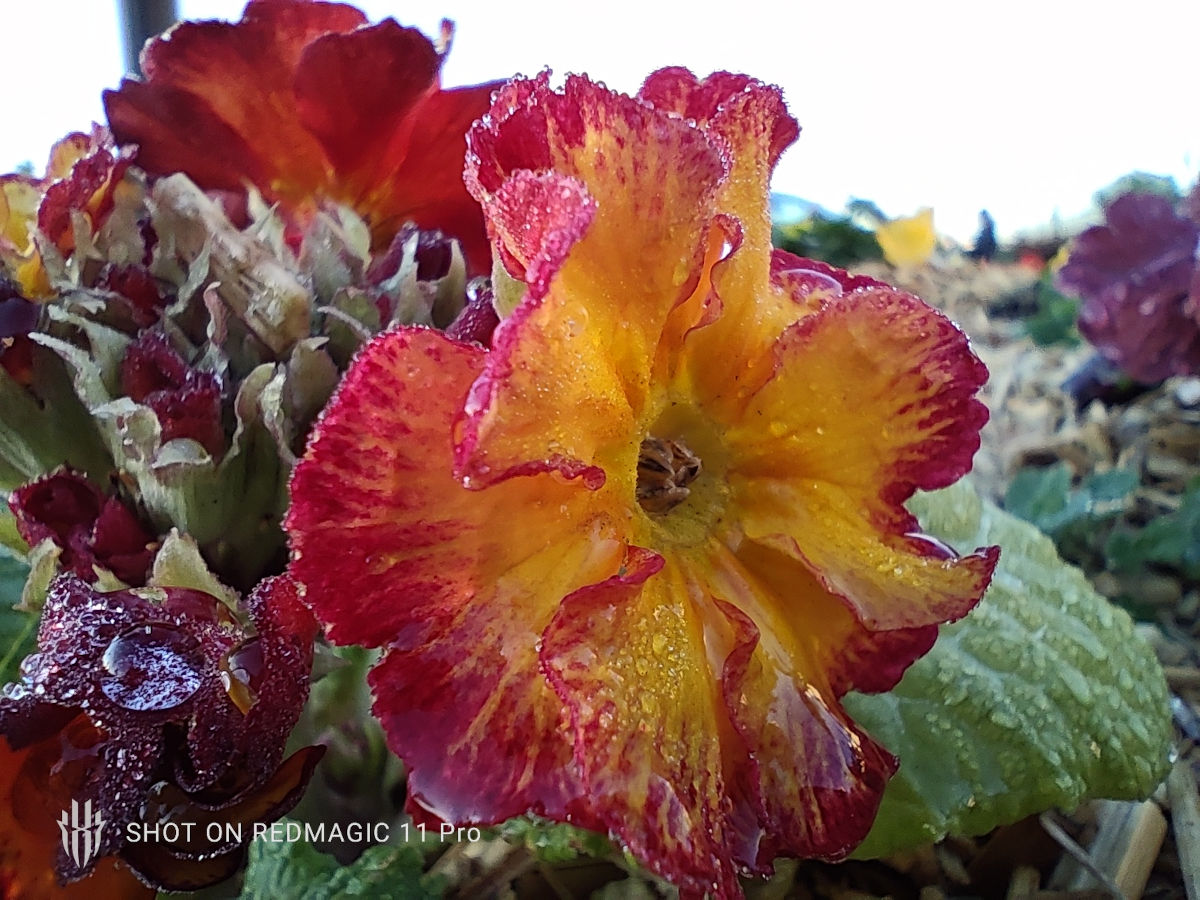 redmagic 11 pro test