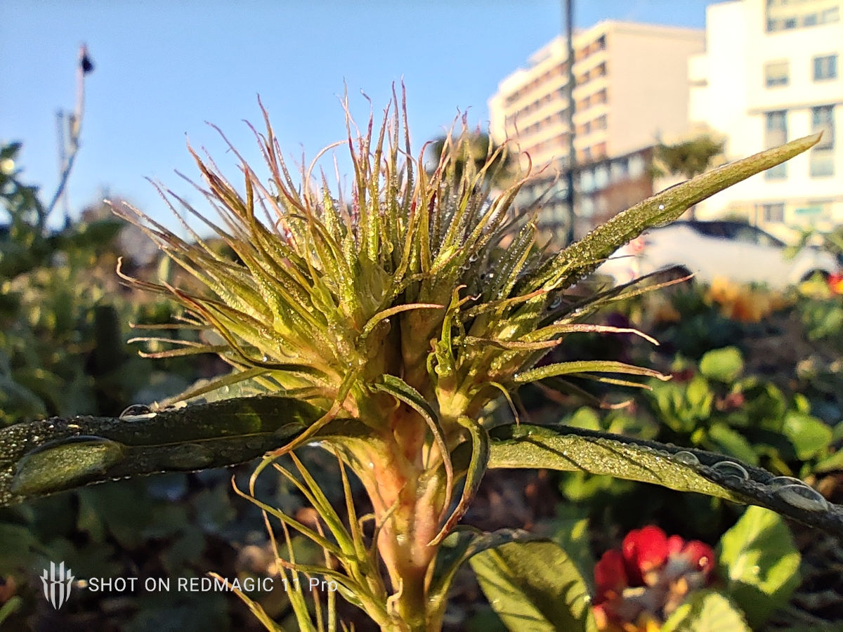 redmagic 11 pro test