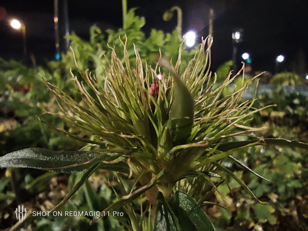 redmagic 11 pro test