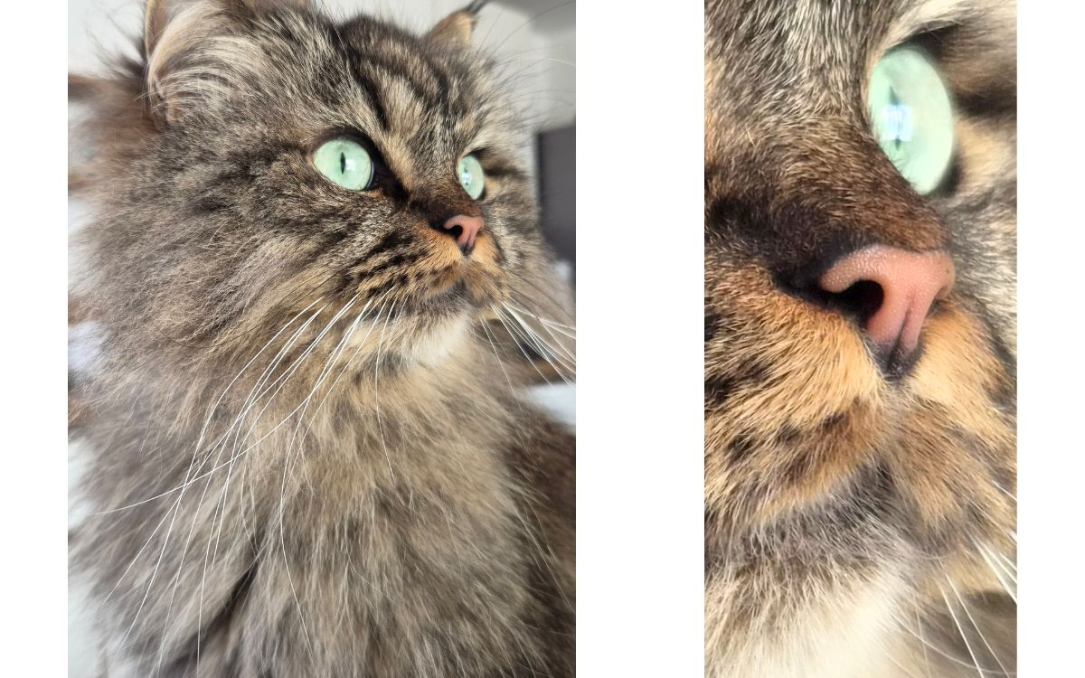 Test Samsung Galaxy S26+ capteur principal zoom