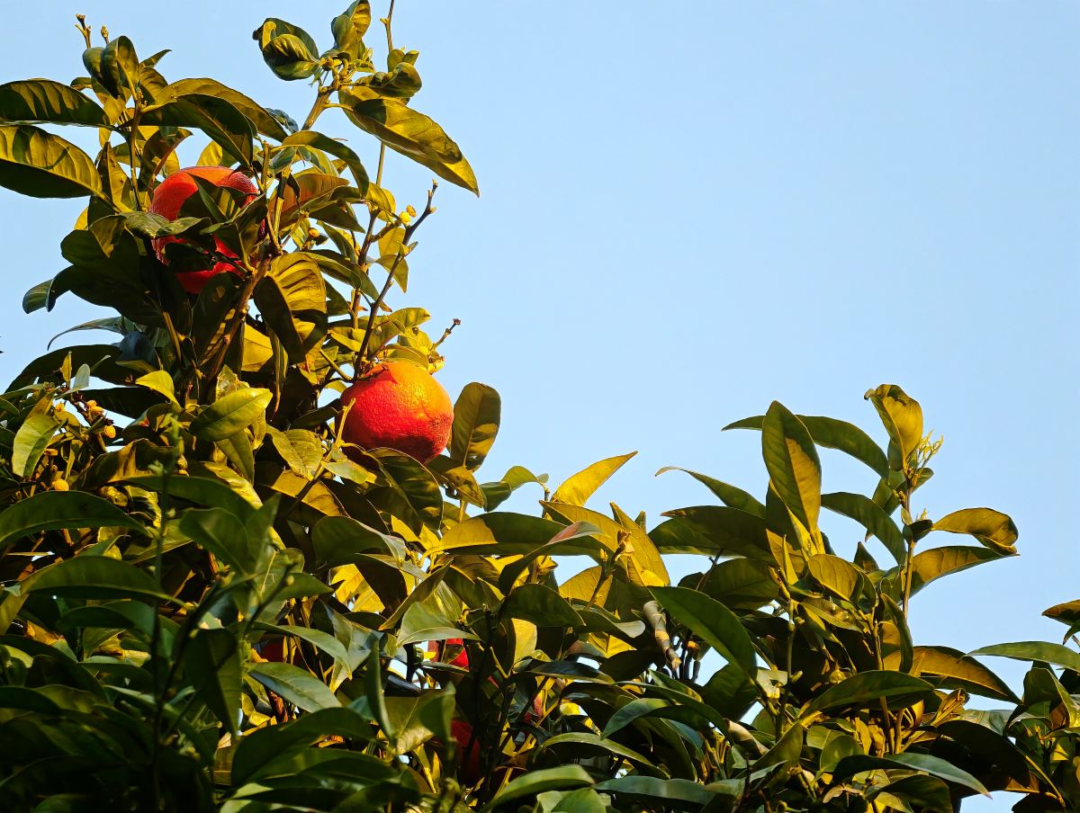 Test Xiaomi 17 Ultra 200 Mp 2