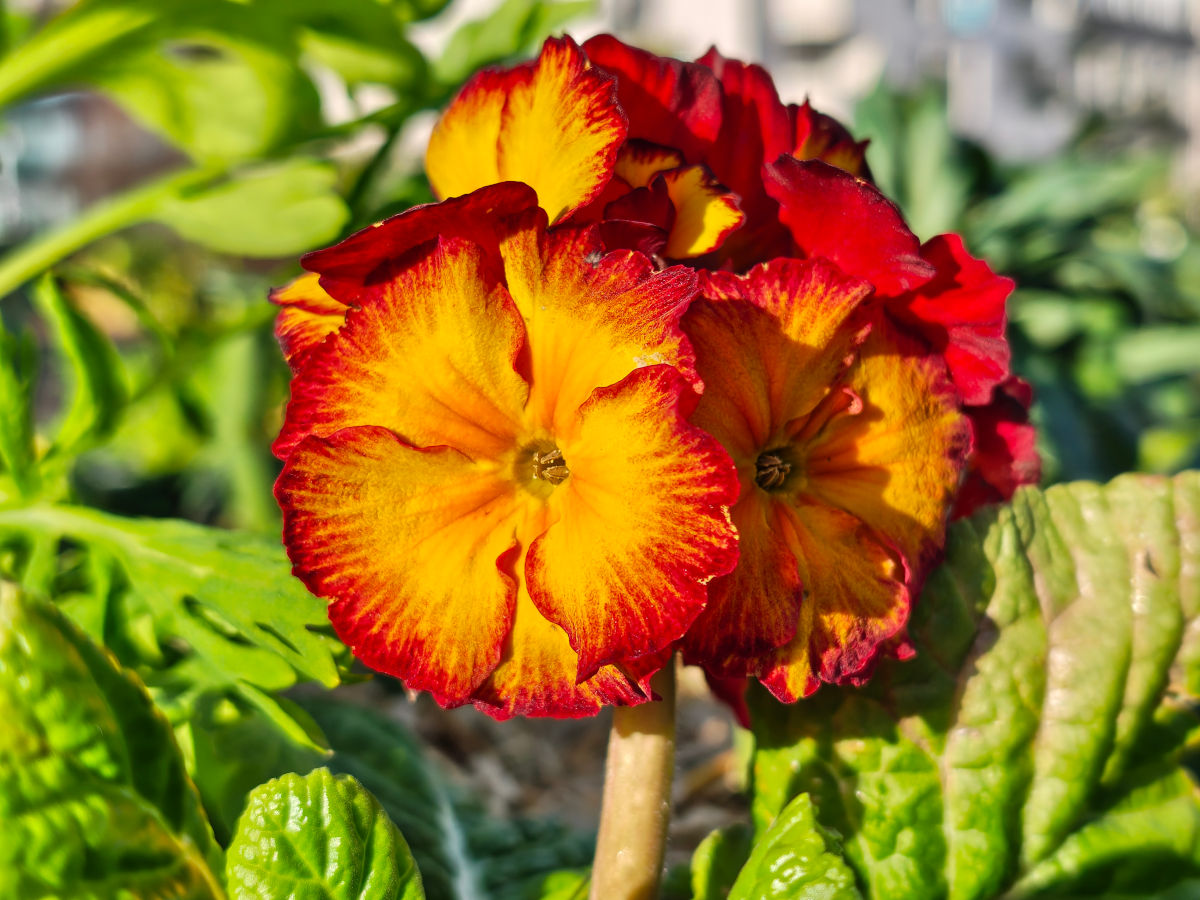 motorola signature test