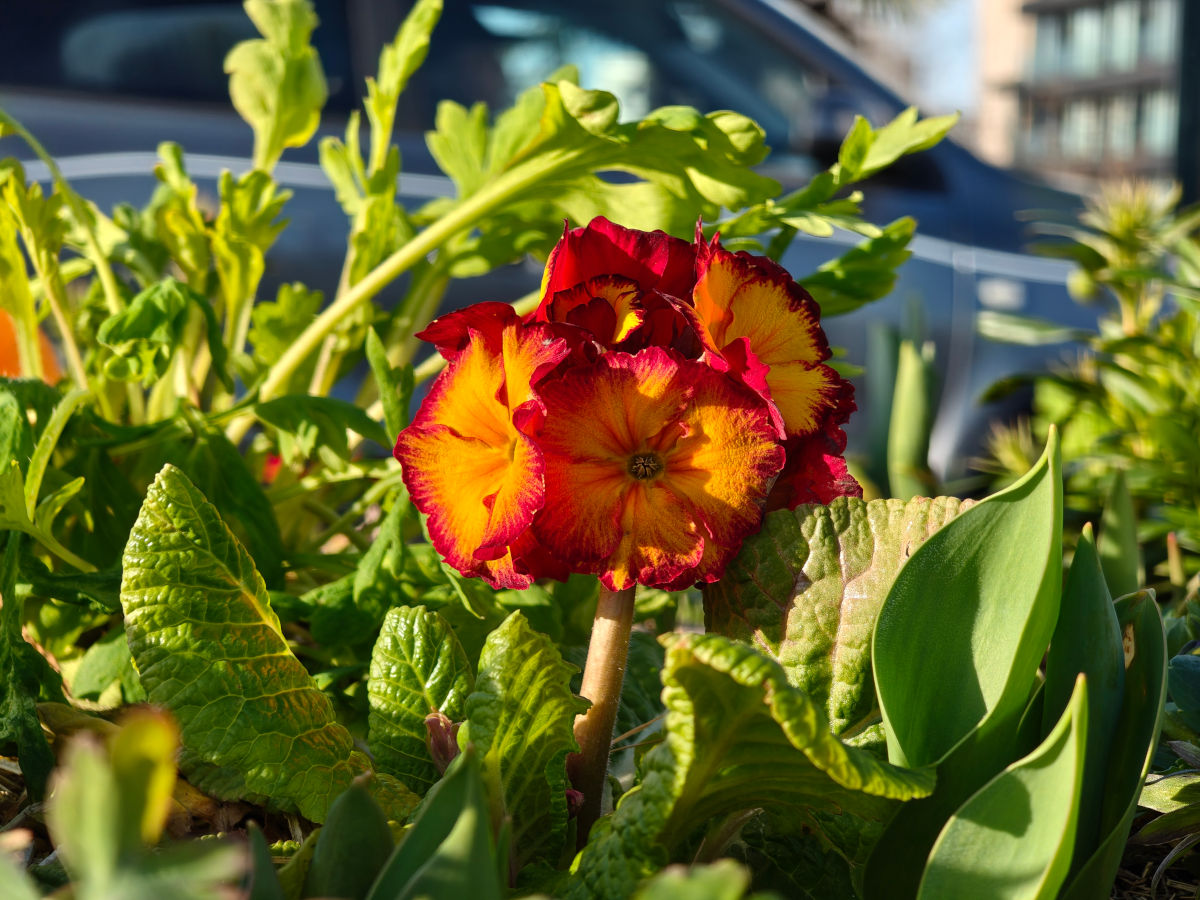 motorola signature test