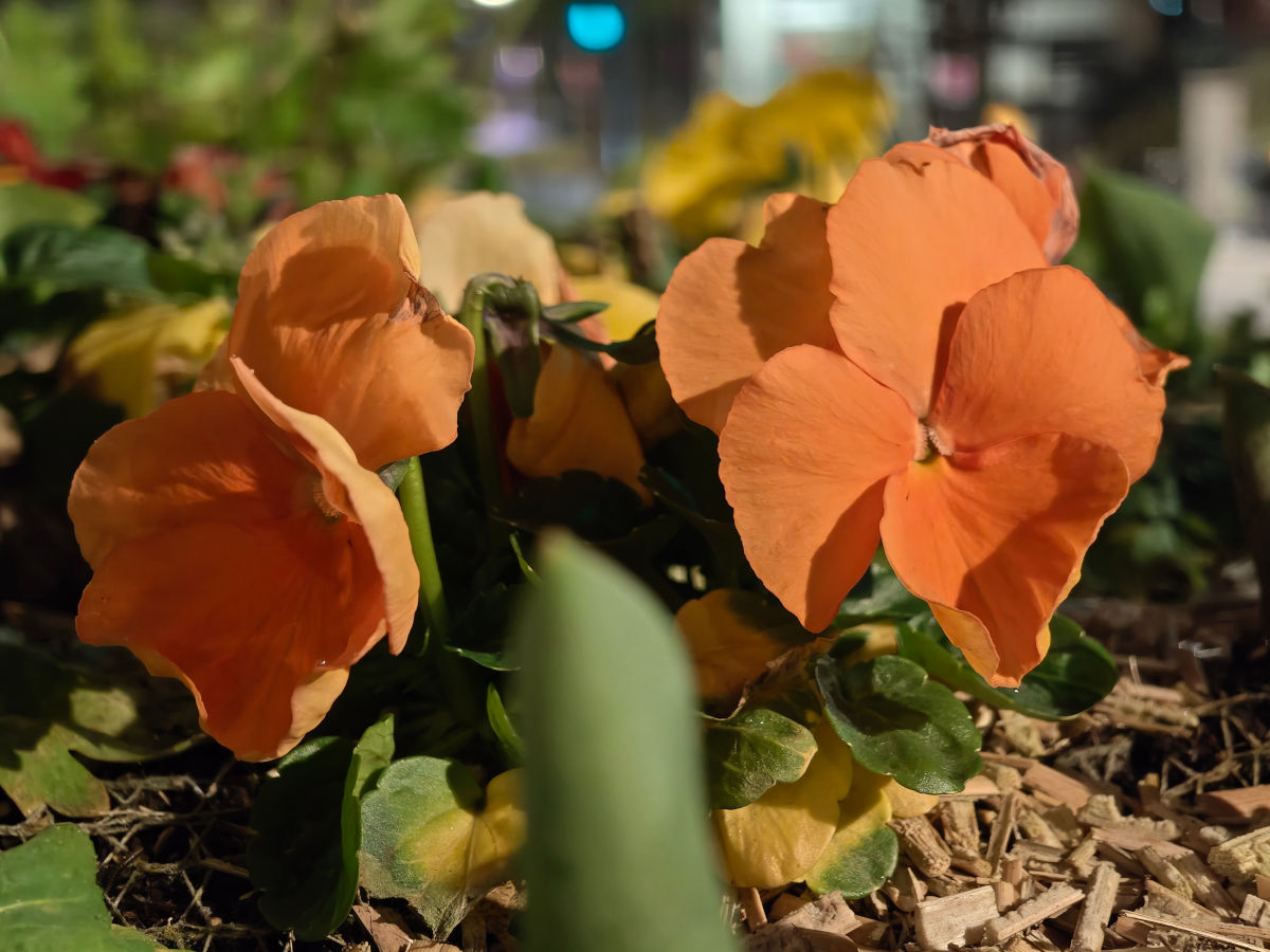 motorola signature test