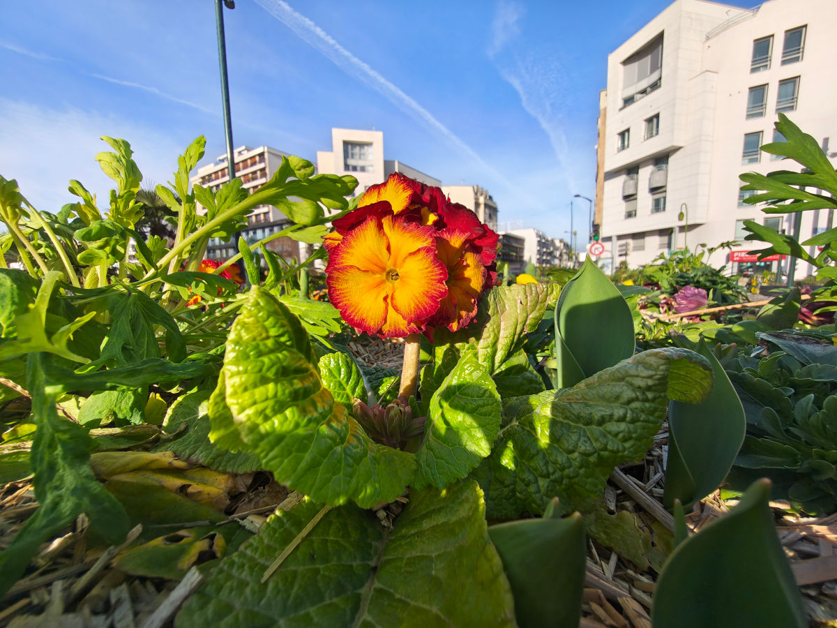 motorola signature test