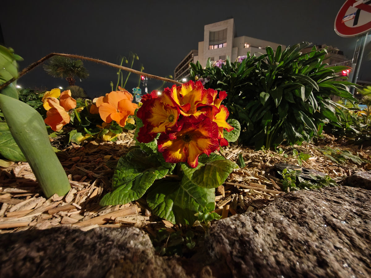 motorola signature test