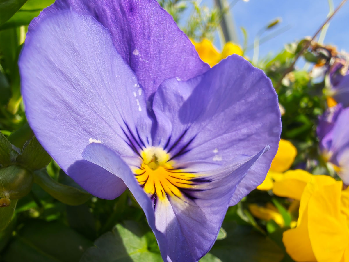 motorola signature test