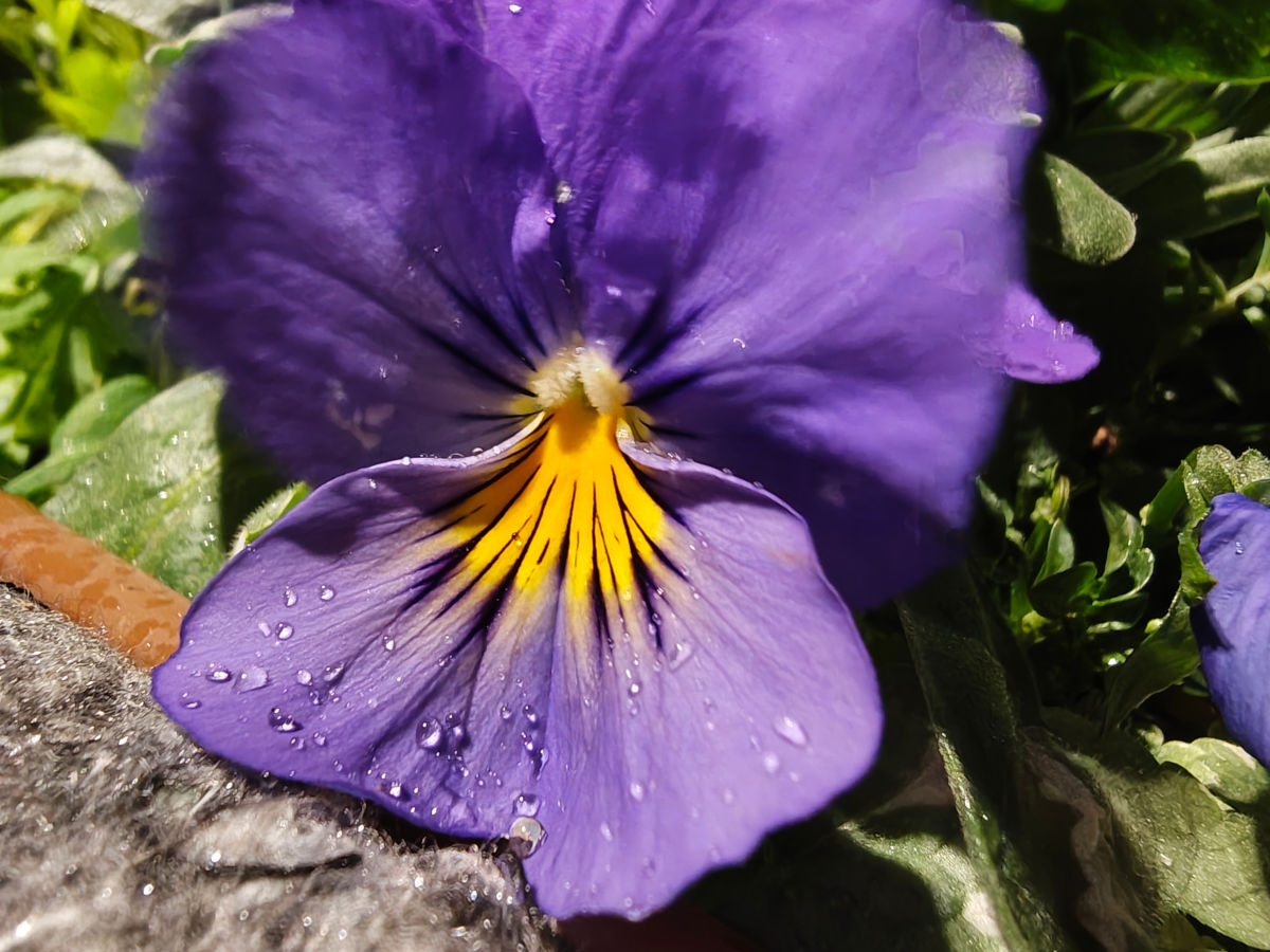 motorola signature test