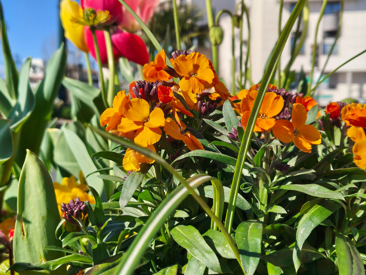 nothing phone 4a pro test