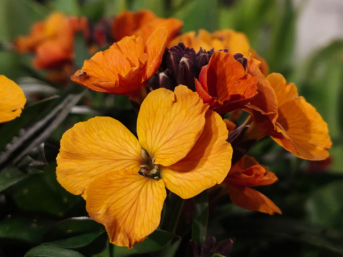 nothing phone 4a pro test