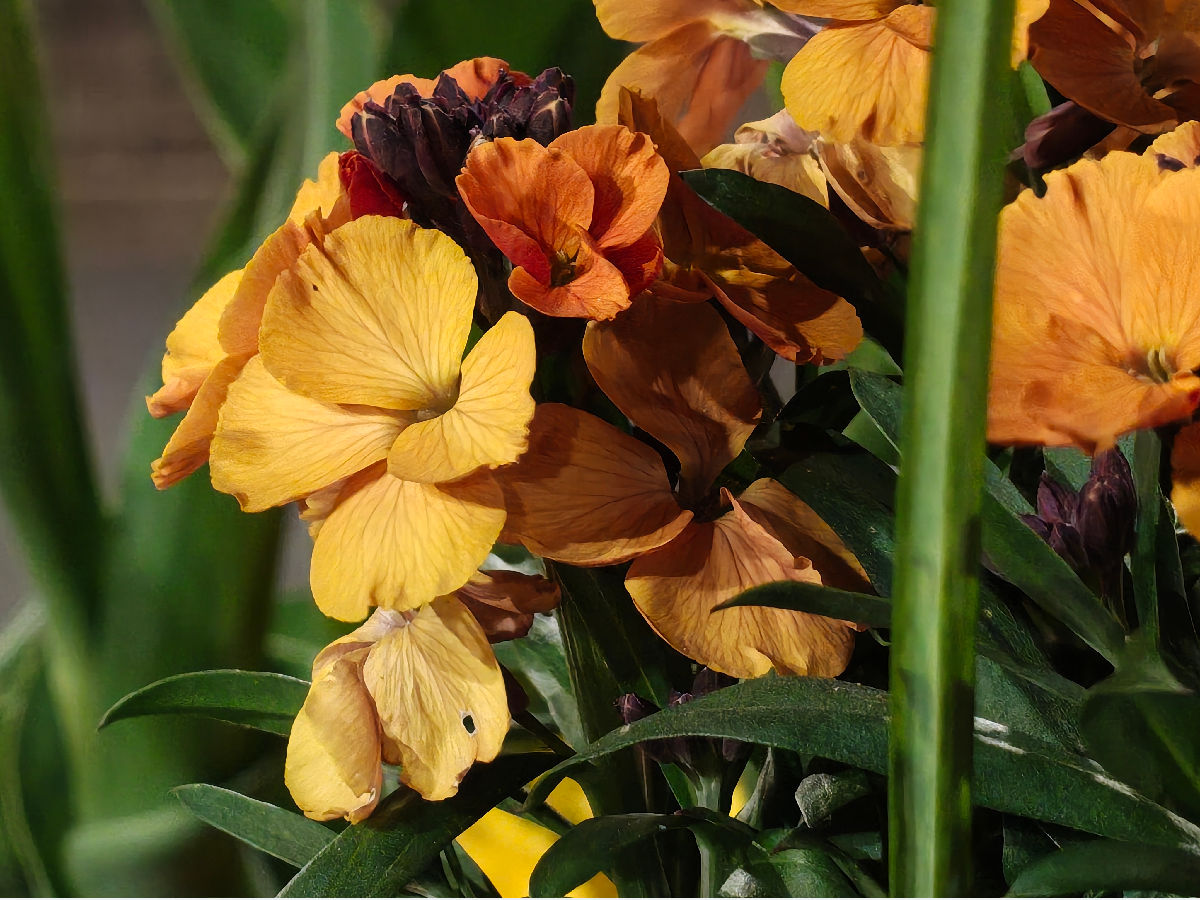 nothing phone 4a pro test