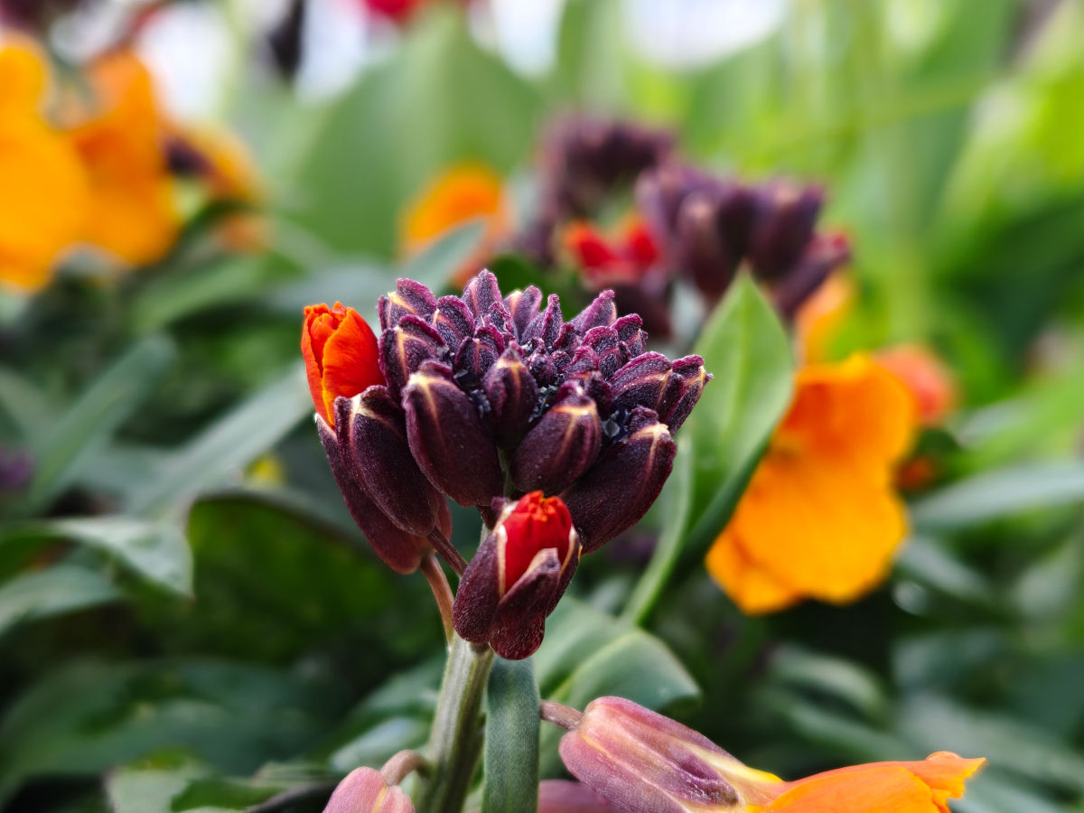 realme 16 pro plus test