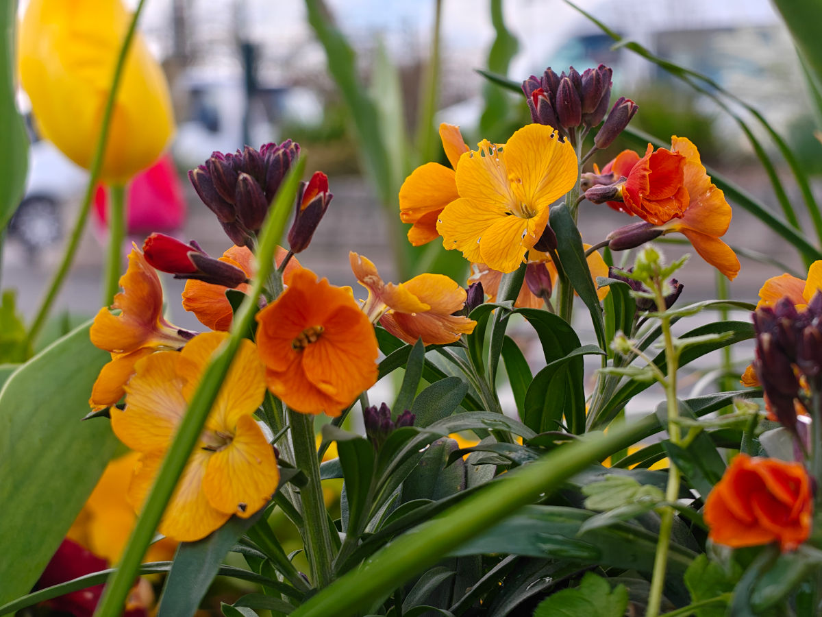 realme 16 pro plus test