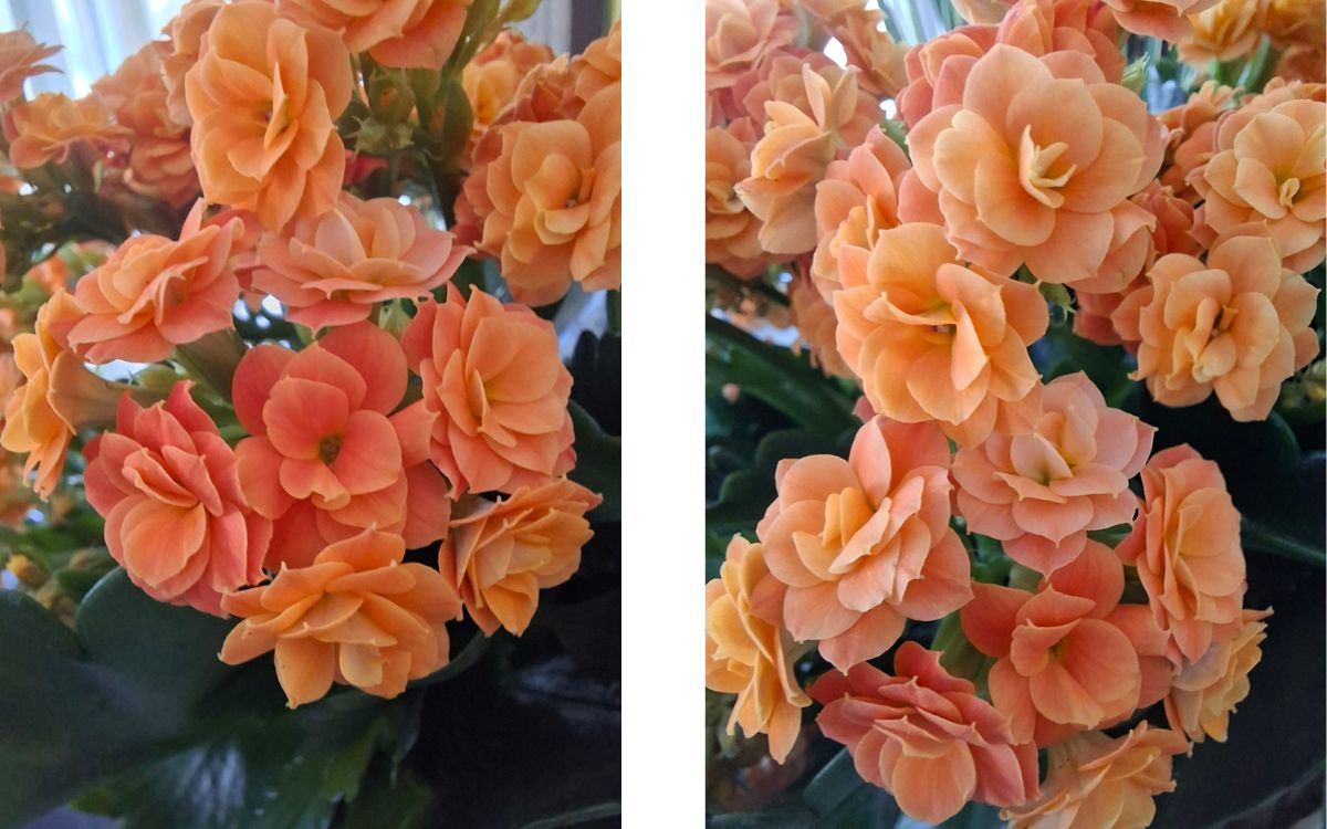 Test Samsung Galaxy A57 macro 2