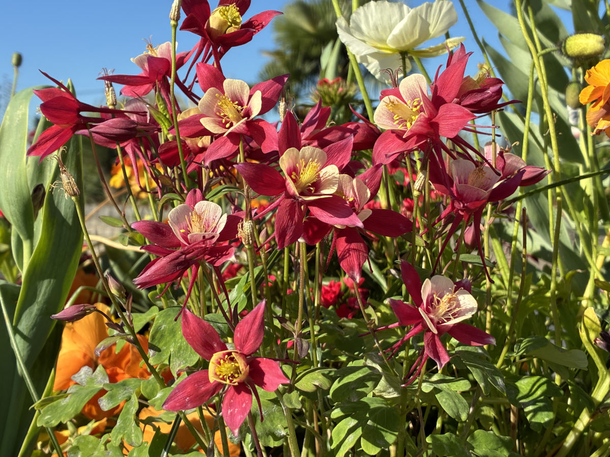 apple iphone 17e test