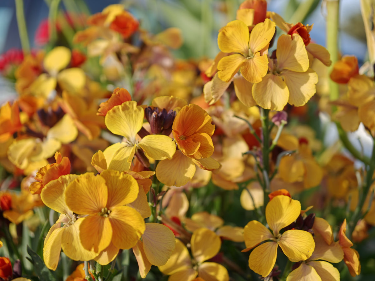 oppo find x9 ultra test