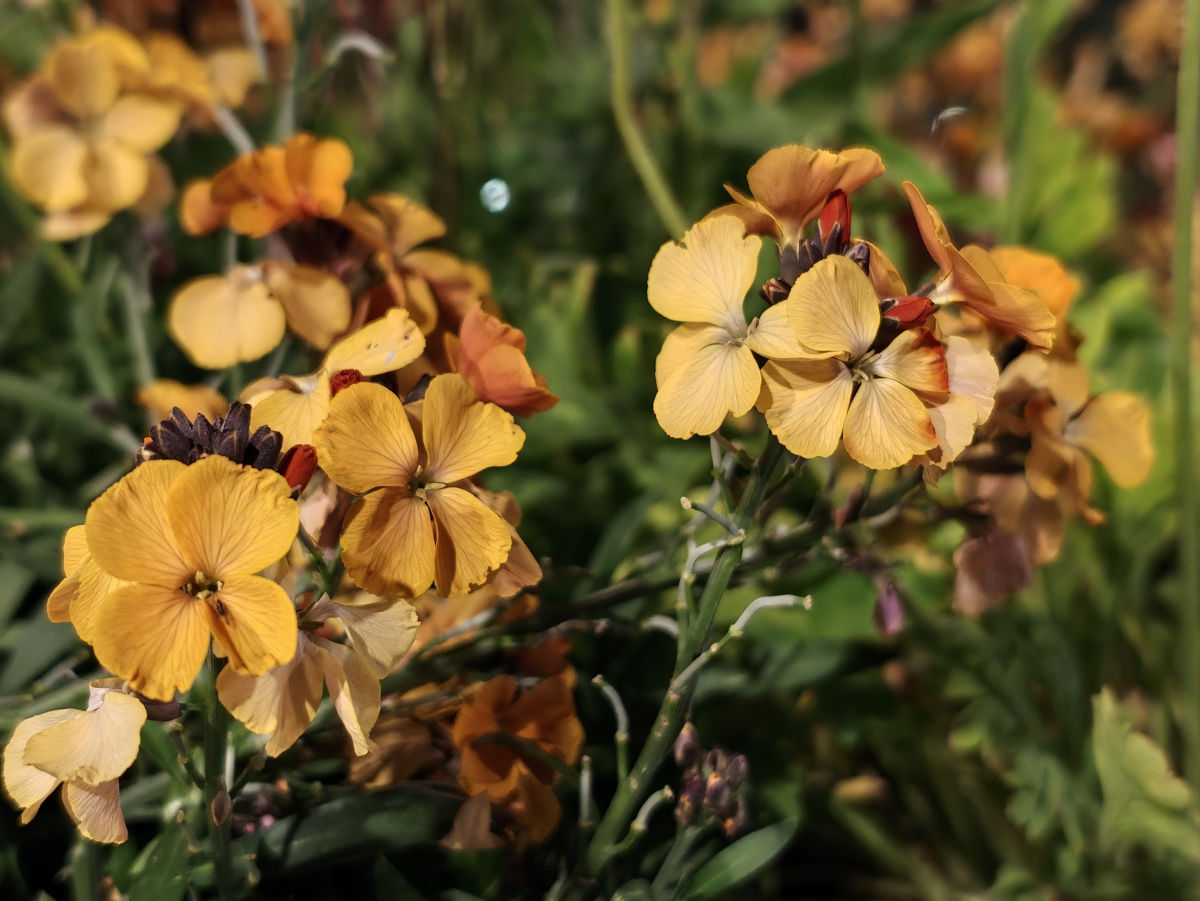 oppo find x9 ultra test