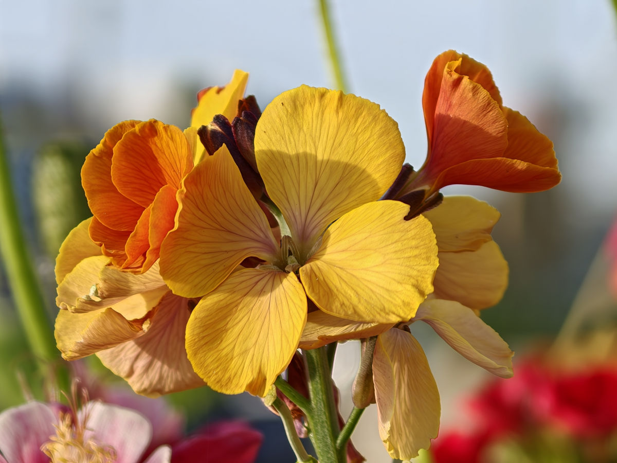 oppo find x9 ultra test