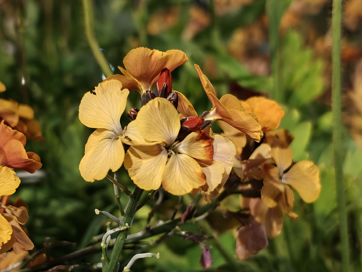 oppo find x9 ultra test