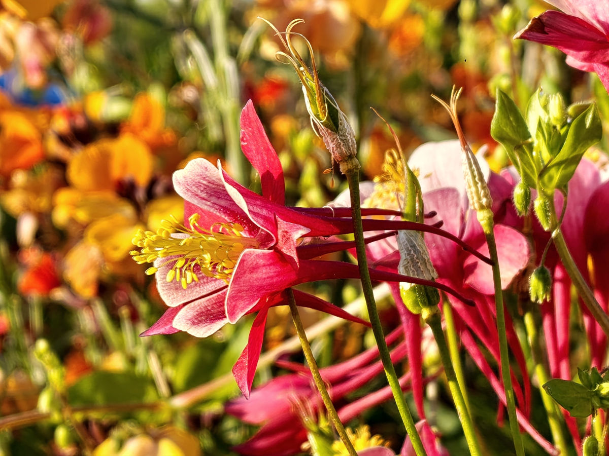 xiaomi poco f8 ultra test