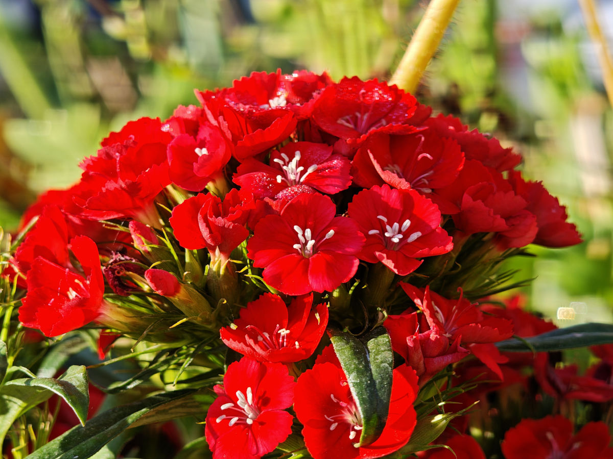 xiaomi poco f8 ultra test