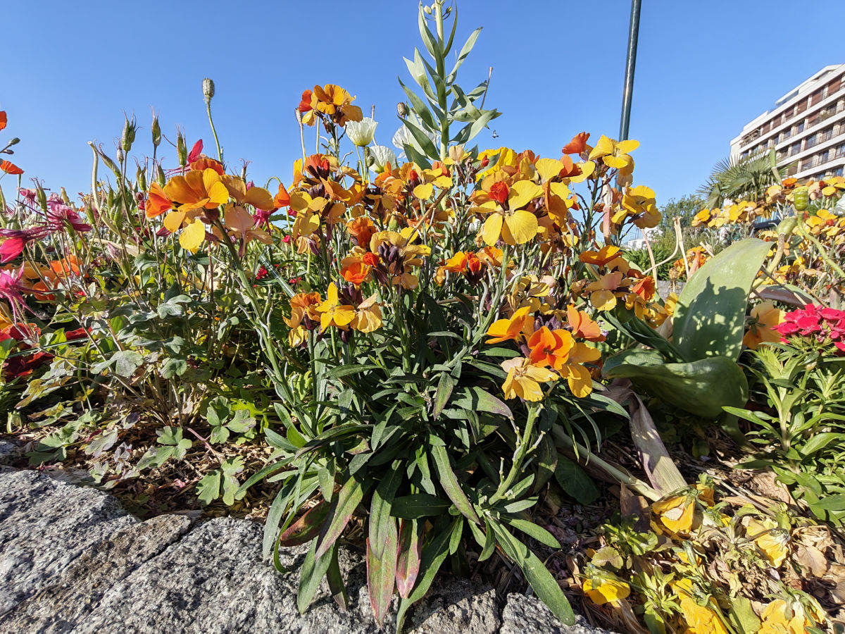 honor 600 pro test