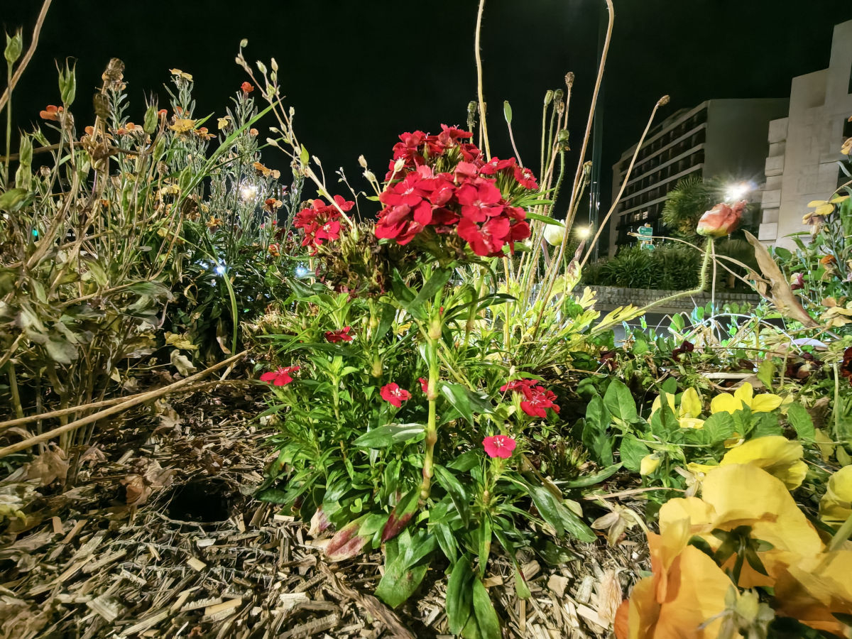 honor 600 pro test