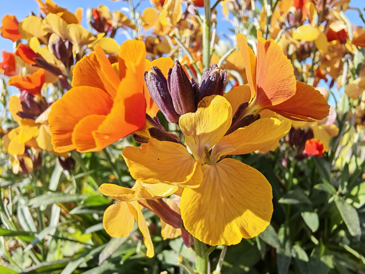 honor 600 pro test