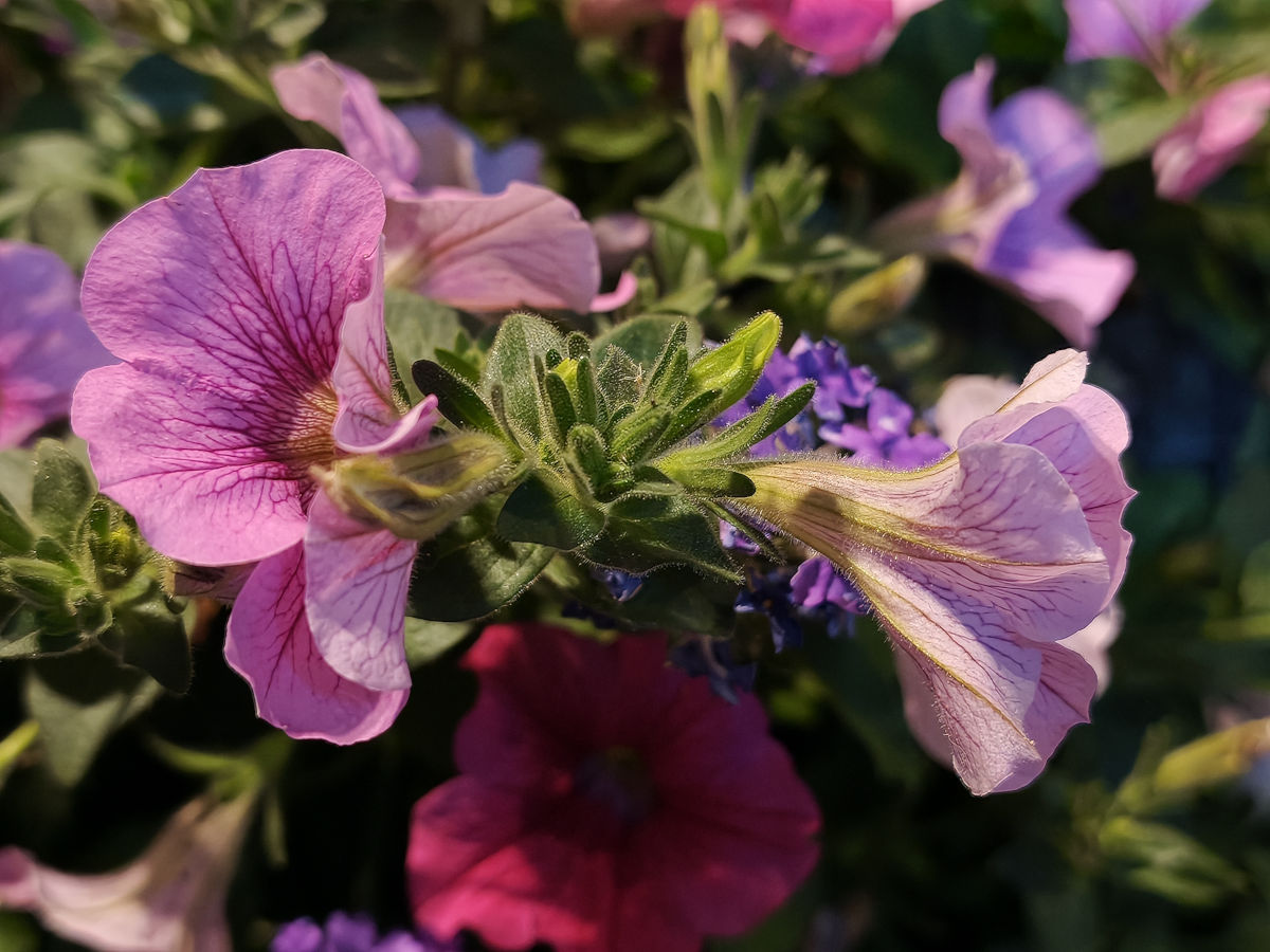 xiaomi 17t pro test