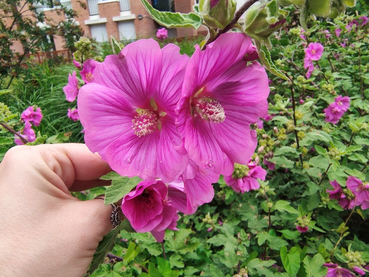 Test Motorola Edge 70 Fusion macro