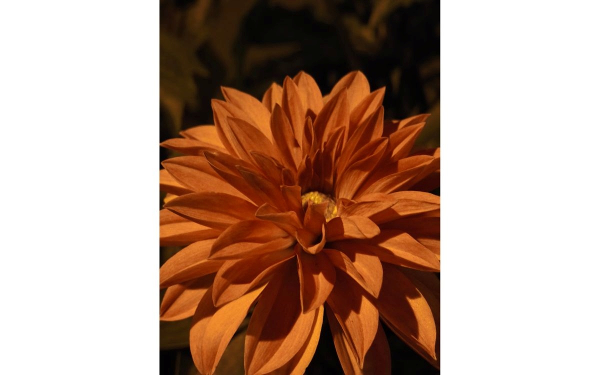 Test Xiaomi 17T téléobjectif macro nuit