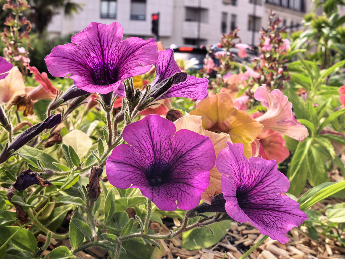 huawei mate x7 test