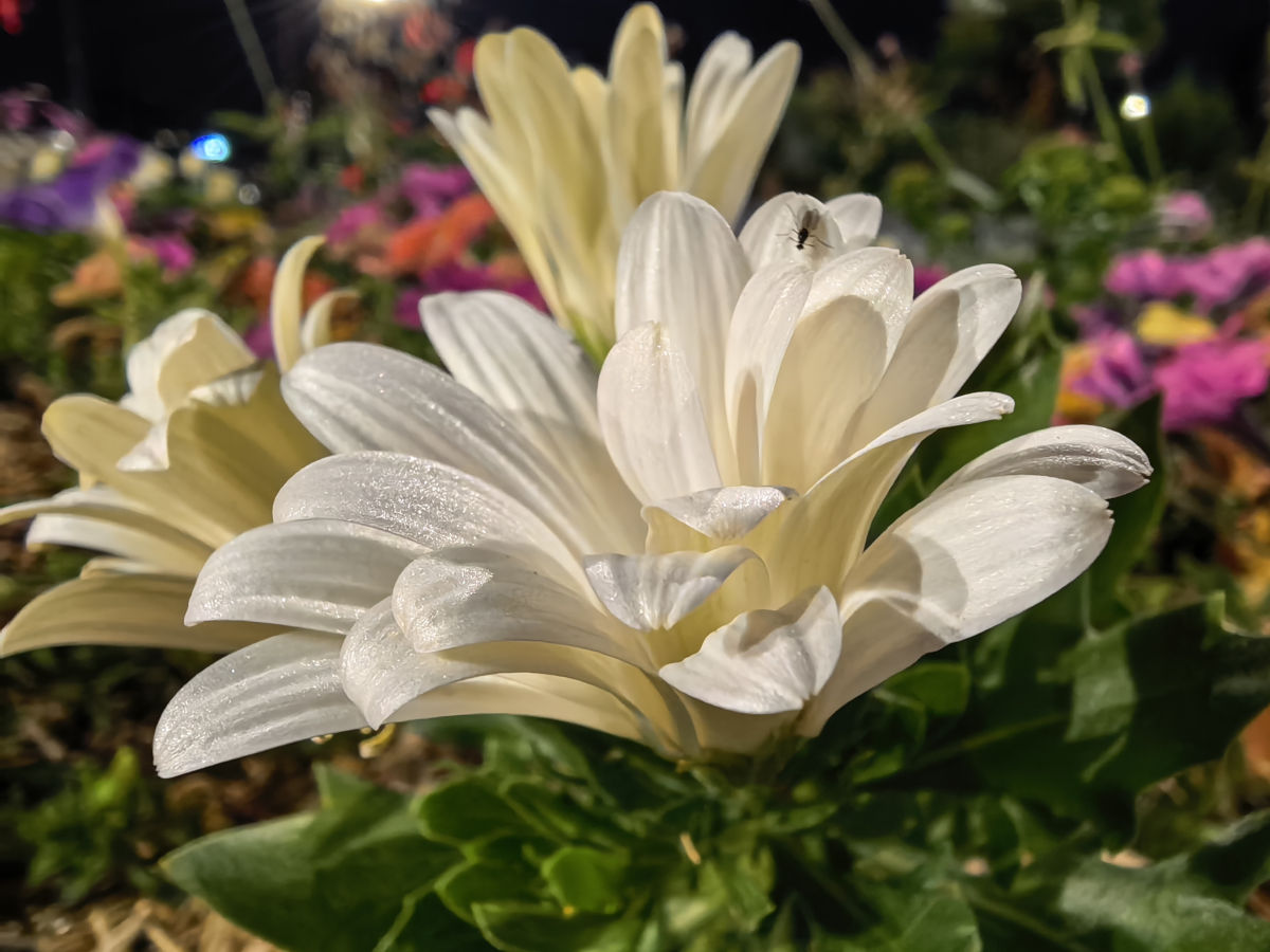 huawei mate x7 test