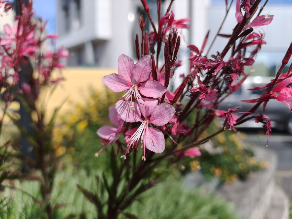 oppo reno 15 pro test