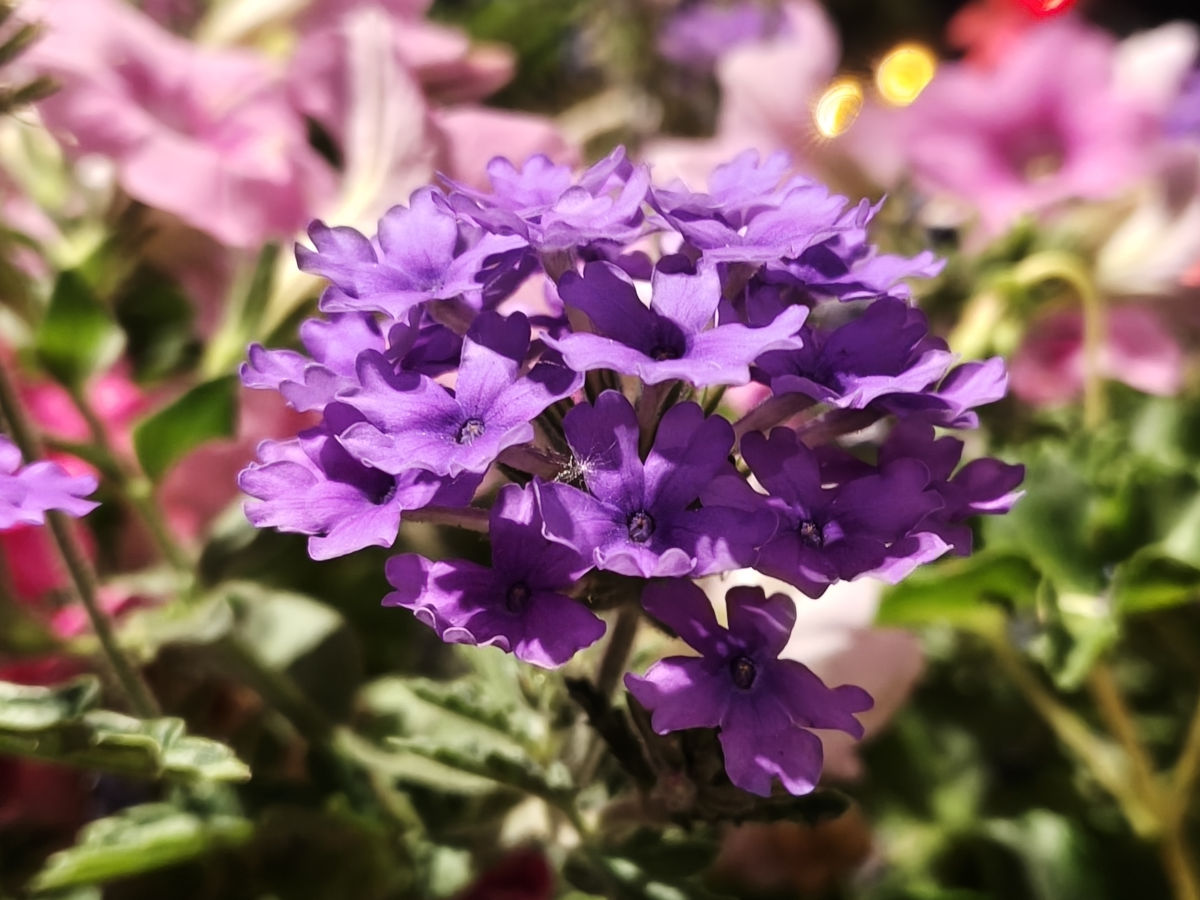 oppo reno 15 pro test