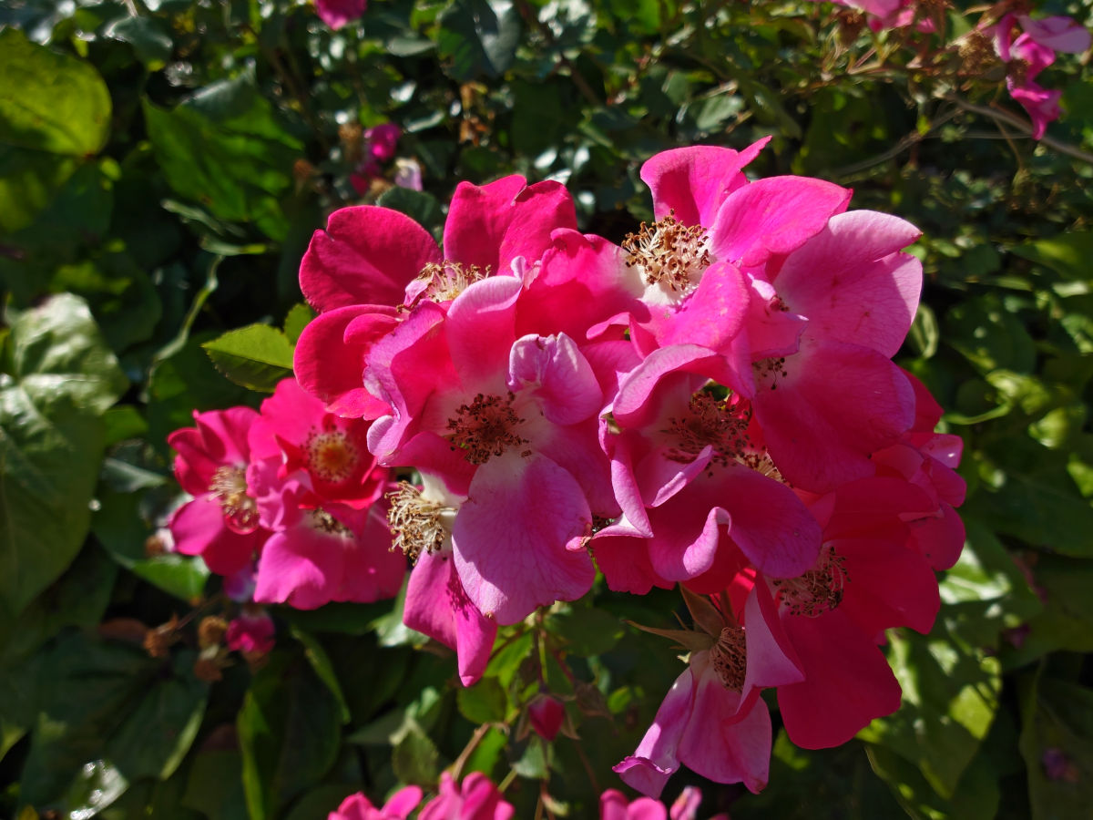 sony xperia 1 viii test