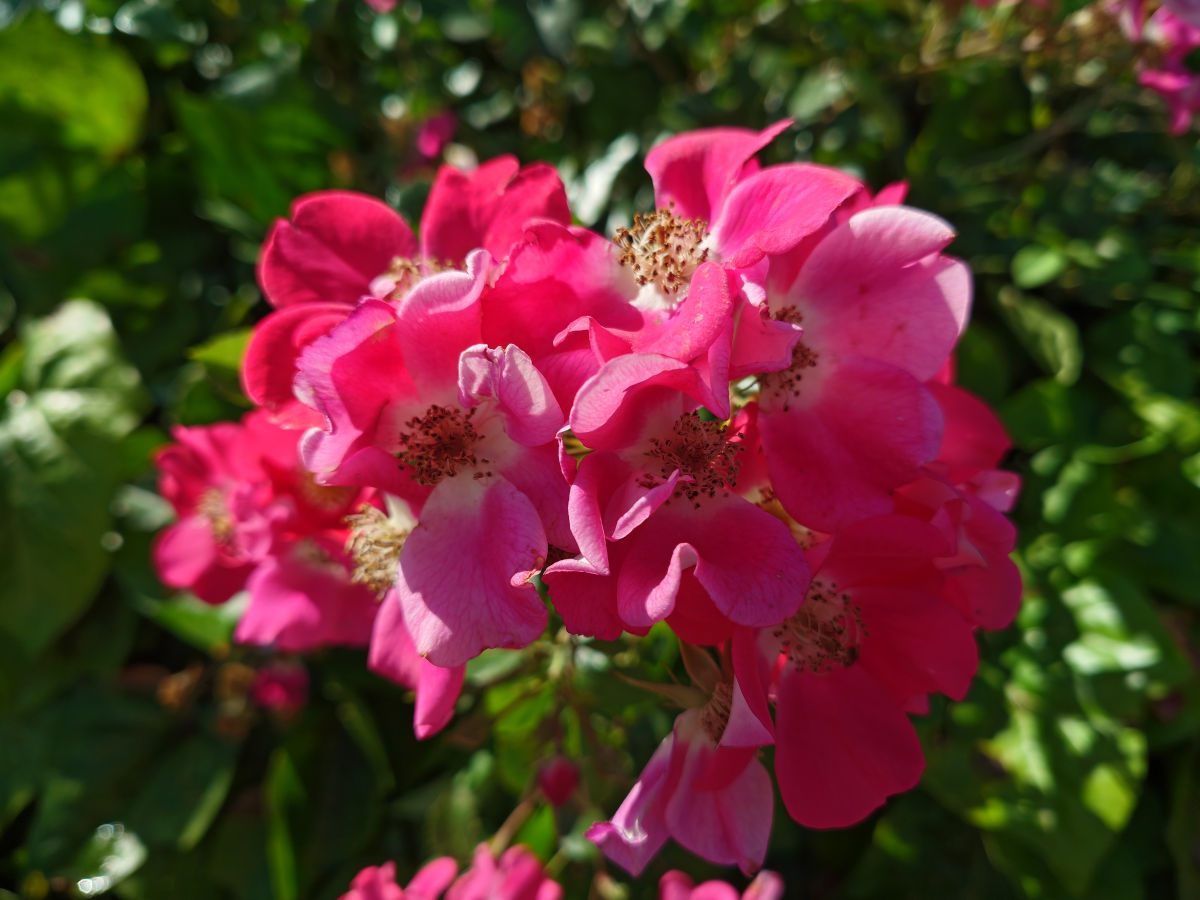 sony xperia 1 viii test