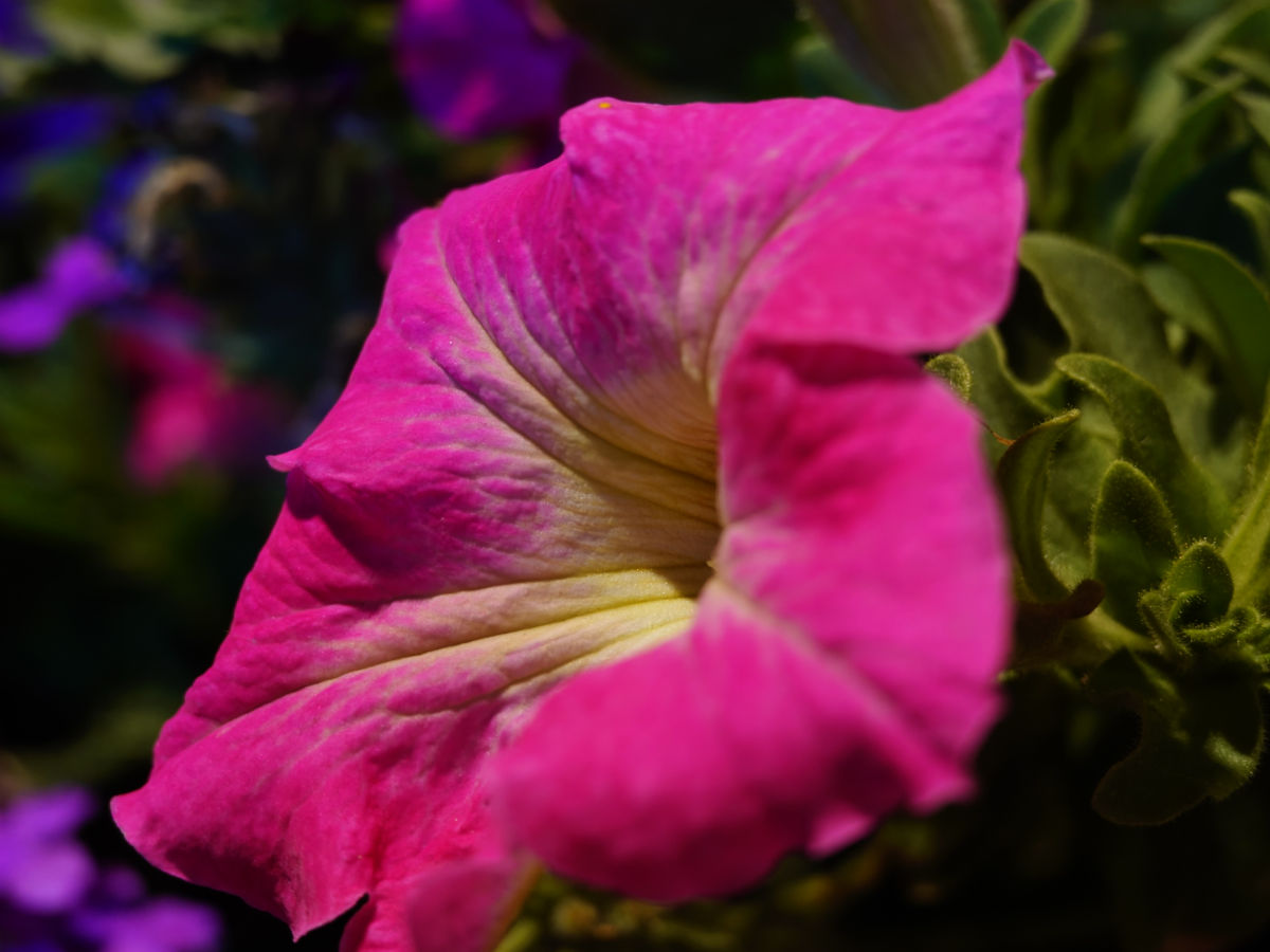 sony xperia 1 viii test
