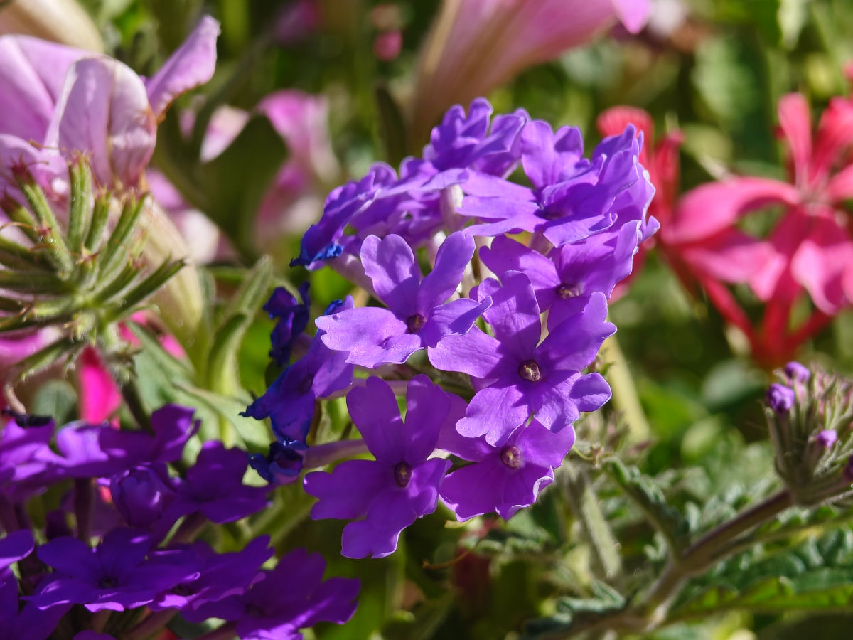 sony xperia 1 viii test