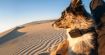 Starlink : ce traceur pour chien est le premier à intégrer le réseau de satellites d'Elon Musk (et il est au poil)