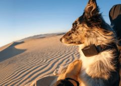 Starlink Fi Ultra Dog Tracker chien