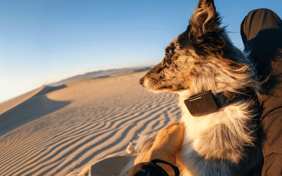 Starlink Fi Ultra Dog Tracker chien